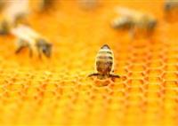 Charleston Bees and Honey image 1